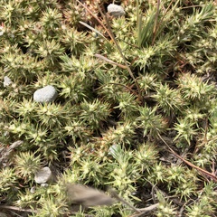 Cardionema ramosissimum