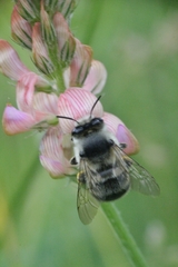 Anthophora aestivalis