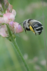 Anthophora aestivalis