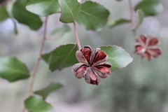 Quillaja saponaria