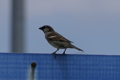 Passer domesticus