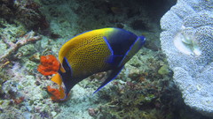 Pomacanthus navarchus