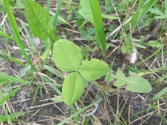 Trifolium hybridum
