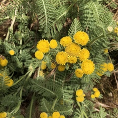 Tanacetum bipinnatum