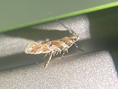 Aristotelia lespedezae