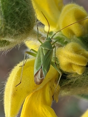 Thiomiris sulphureus