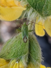 Thiomiris sulphureus