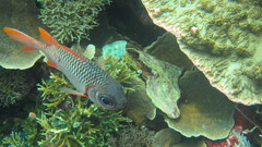 Myripristis violacea