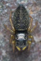 Heliophanus flavipes