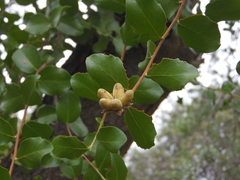 Quillaja saponaria