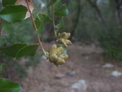 Quillaja saponaria