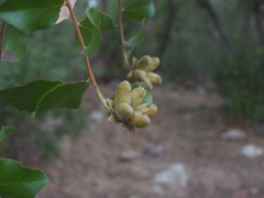 Quillaja saponaria