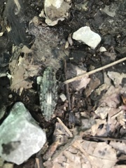 Texania campestris