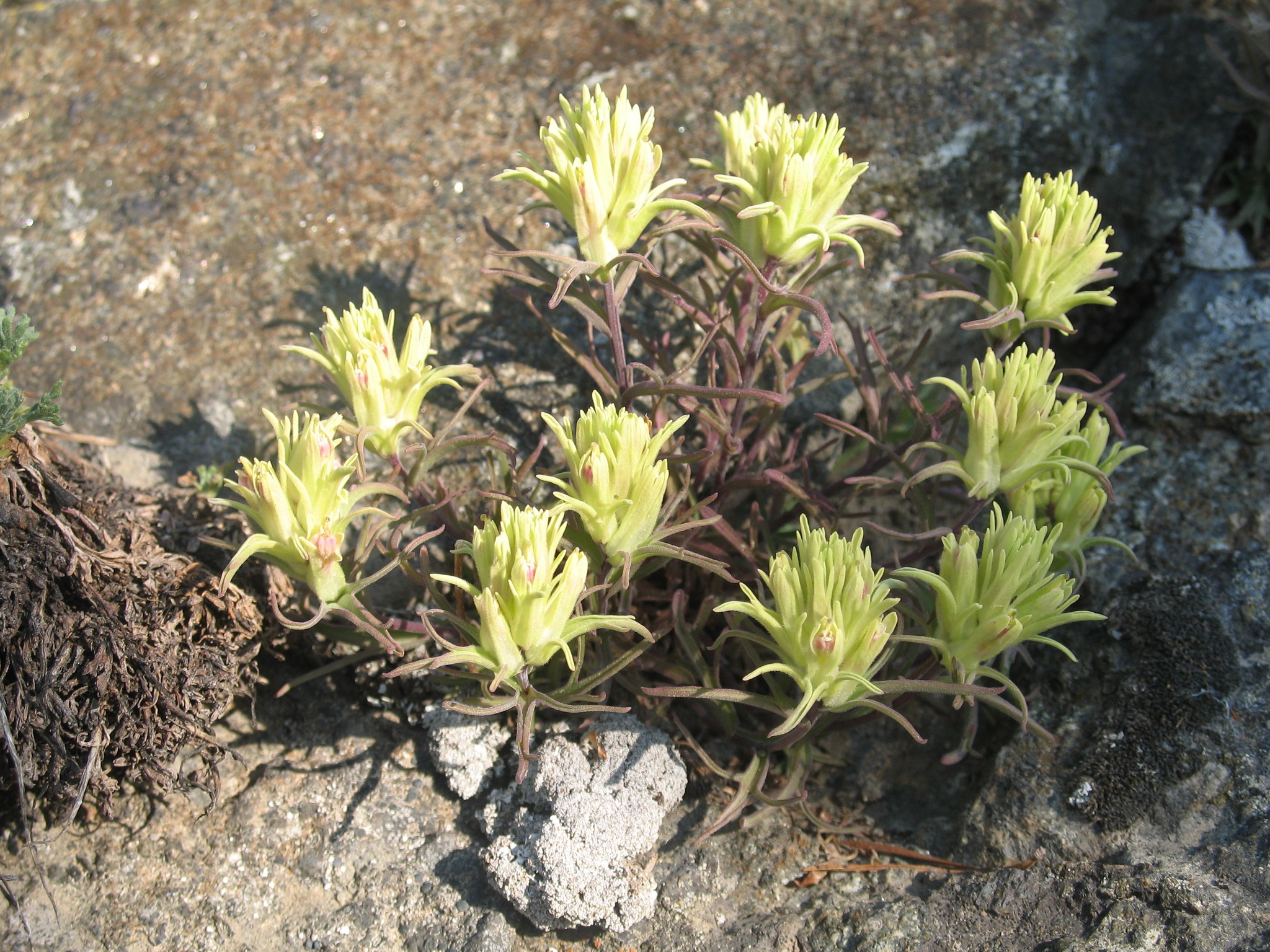 Castilleja pallescens var. pallescens