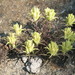 Castilleja pallescens pallescens - Photo (c) mhays, μερικά δικαιώματα διατηρούνται (CC BY-NC), uploaded by mhays