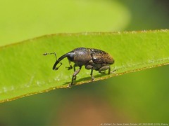 Odontocorynus salebrosus