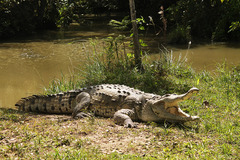 Crocodylus intermedius