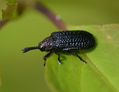 Microrhopala excavata