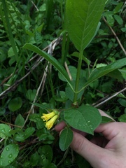 Lonicera involucrata involucrata