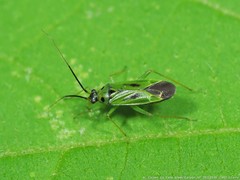 Ilnacora malina