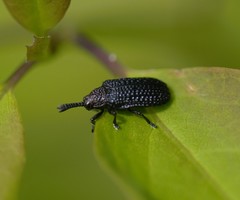 Microrhopala excavata
