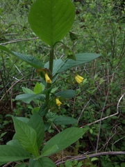 Lonicera involucrata involucrata