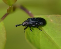 Microrhopala excavata