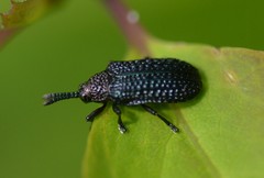 Microrhopala excavata