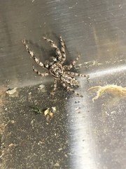 Platycryptus