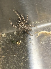 Platycryptus