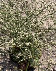 Eriogonum hoffmannii robustius