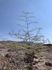 Eriogonum hoffmannii robustius