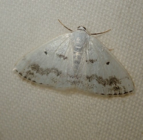 Clouded Silver photo 5