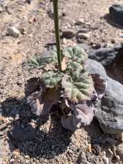 Eriogonum hoffmannii robustius
