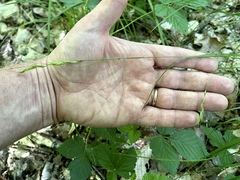 Carex debilis debilis