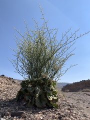 Eriogonum hoffmannii robustius