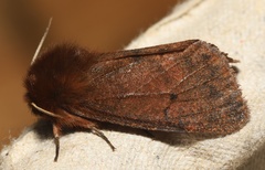 Phragmatobia assimilans