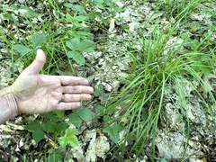 Carex debilis debilis