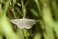 Perconia strigillaria