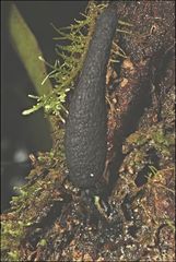 Xylaria castorea