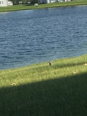 Cyanocitta cristata bromia