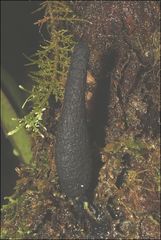 Xylaria castorea