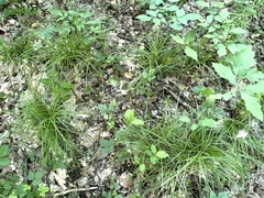 Carex debilis debilis