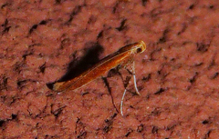 Caloptilia invariabilis