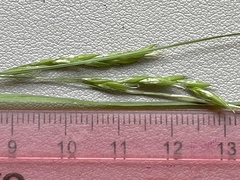 Carex debilis debilis