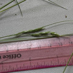 Carex debilis debilis