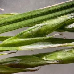 Carex debilis debilis