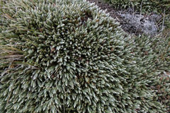Kelleria villosa barbata