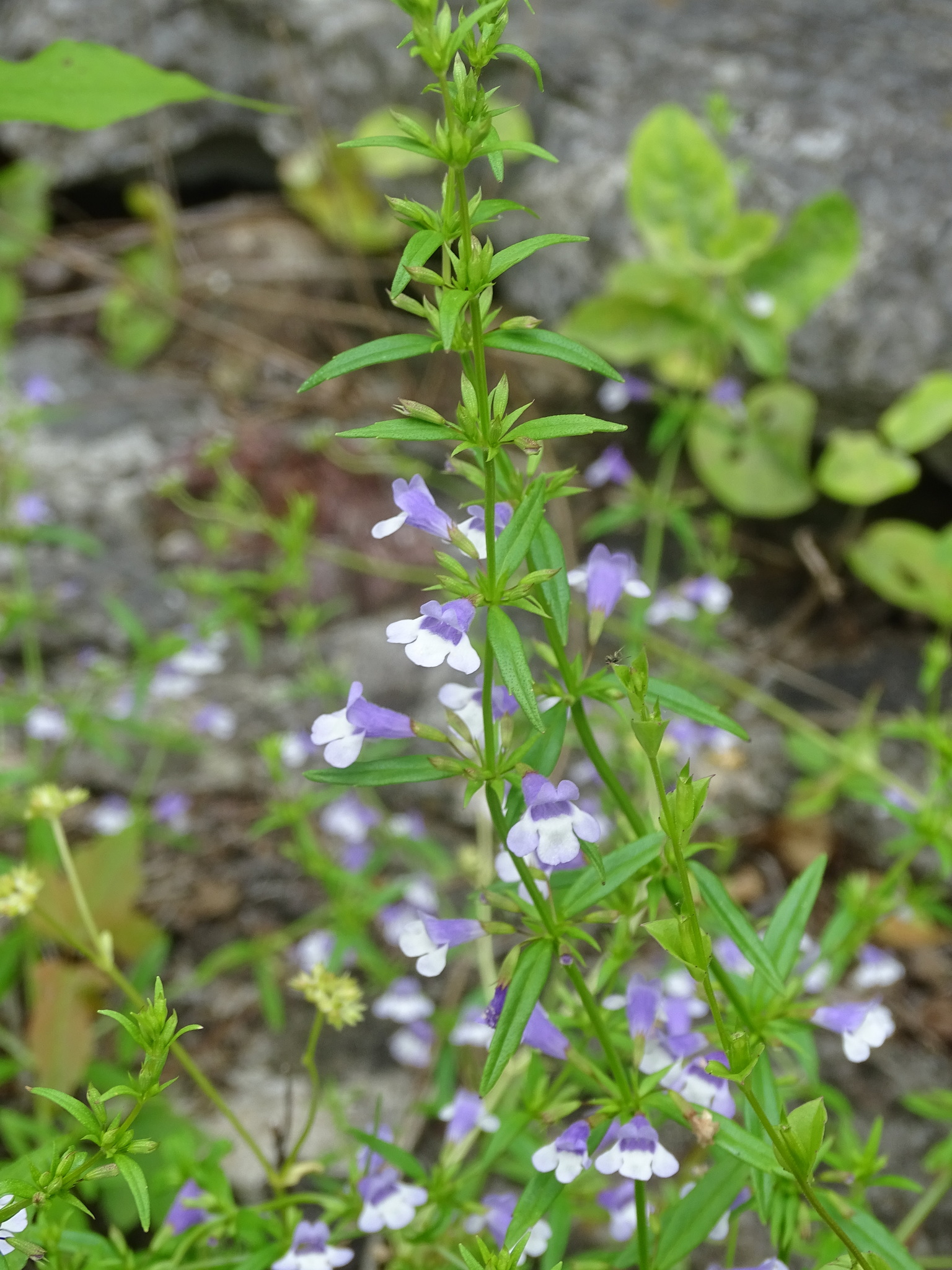 Clinopodium glabellum