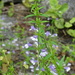 Clinopodium glabellum - Photo (c) Samantha Heller,  זכויות יוצרים חלקיות (CC BY-NC), הועלה על ידי Samantha Heller
